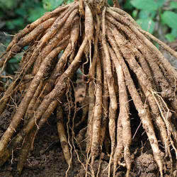 Shatavari Root - Raw Herb, Standardized Quality | Bud Part With Reliable Sourcing And Excellent Packing
