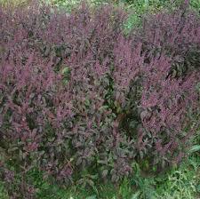 Tulsi Plant - Color: Na
