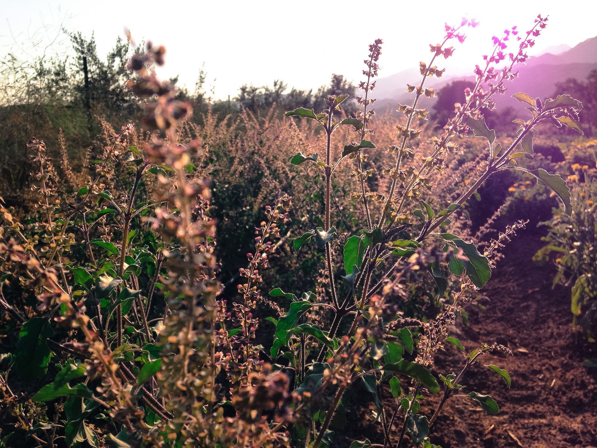 Tulsi Plant - Color: Na
