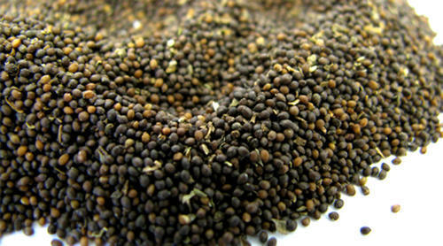 Tulsi Plant - Color: Na