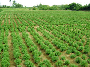 Tulsi