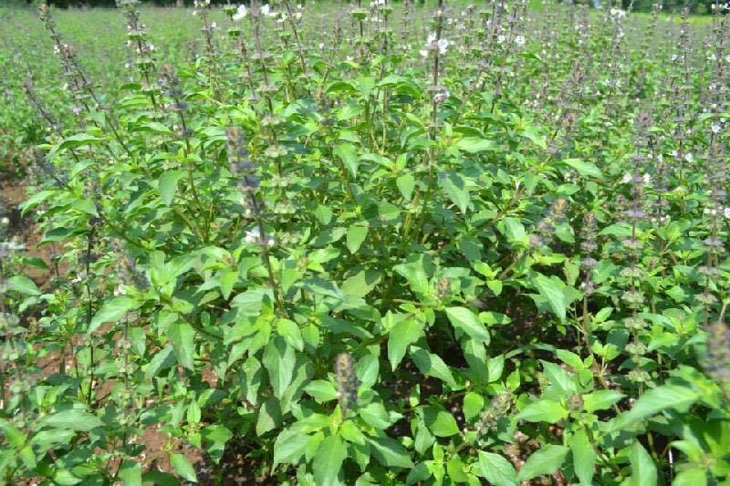 Tulsi