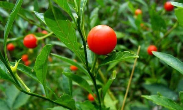 Ashwagandha Extract - Ashwagandha Seed Bud | Raw Herb Standardized