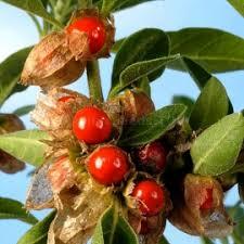 Ashwagandha Extract - Ashwagandha Seed Bud | Raw Herb Standardized