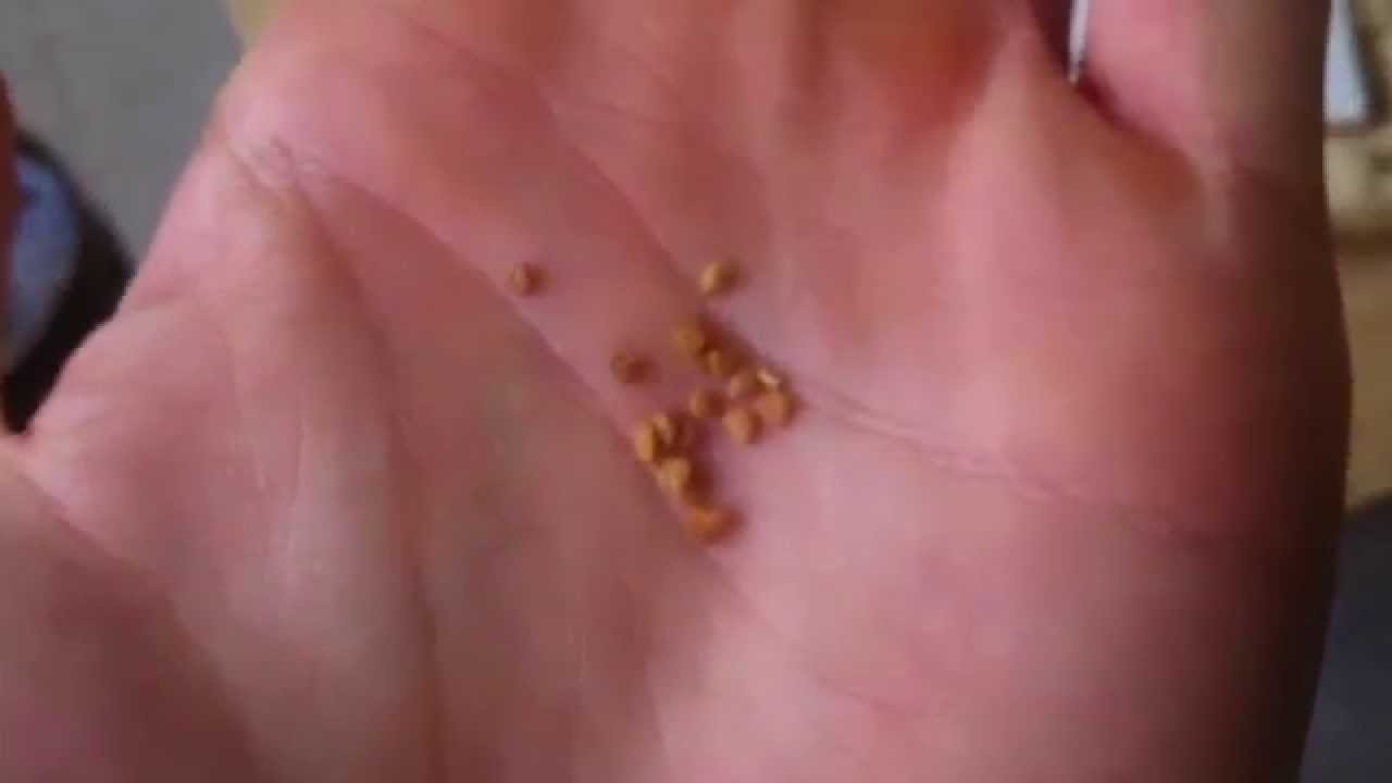 Ashwagandha Extract - Ashwagandha Seed Bud | Raw Herb Standardized