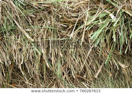 Lemongrass - 22mm Stem Length, Dried Flowers With Supreme Quality Herb Leaves | Excellent Packing And Trusted Supply