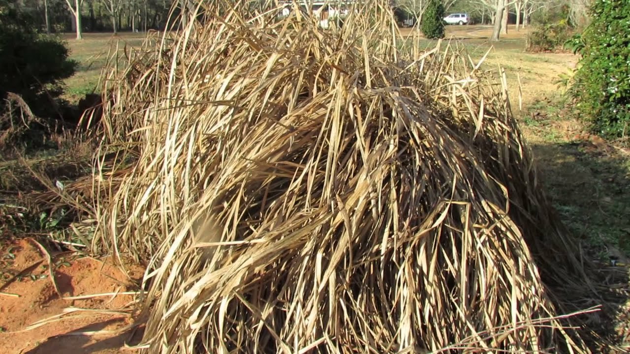 Lemongrass - 22mm Stem Length, Dried Flowers With Supreme Quality Herb Leaves | Excellent Packing And Trusted Supply