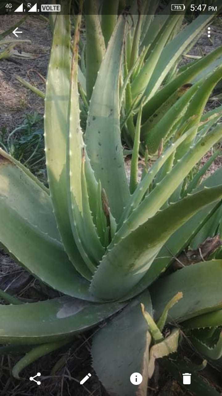 Aloe Vera Seeds
