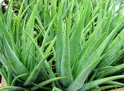 Aloe Vera Seeds