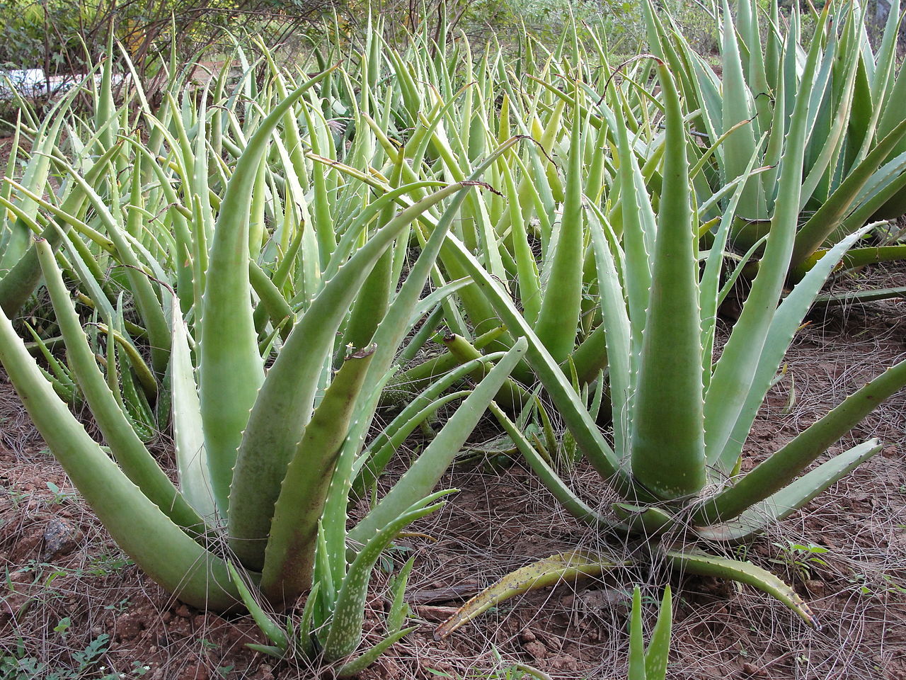Aloe Vera Seeds