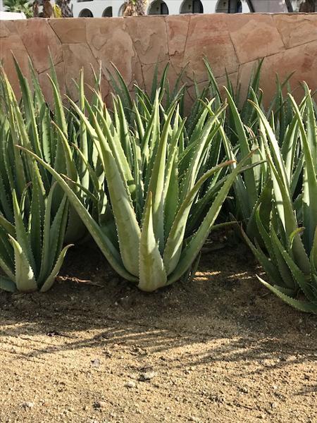 Aloe Vera Seeds
