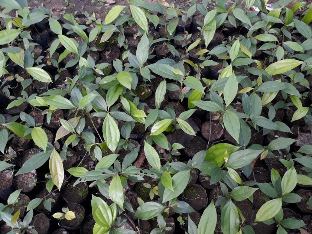 Bay Leaf Tejpatta - Raw Herb, 20mm Stem Length, Green Leaves | Sourced From Reliable Herb Collectors, Excellent Packing