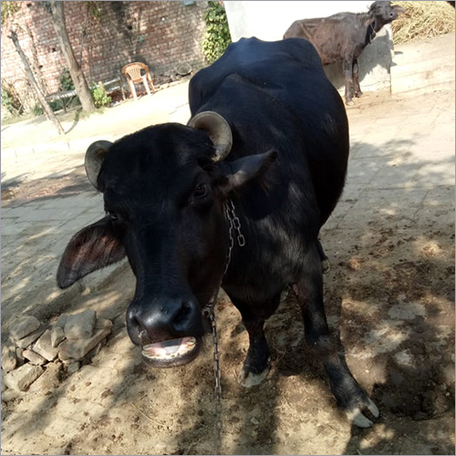 काला मेहसाणा भैंस