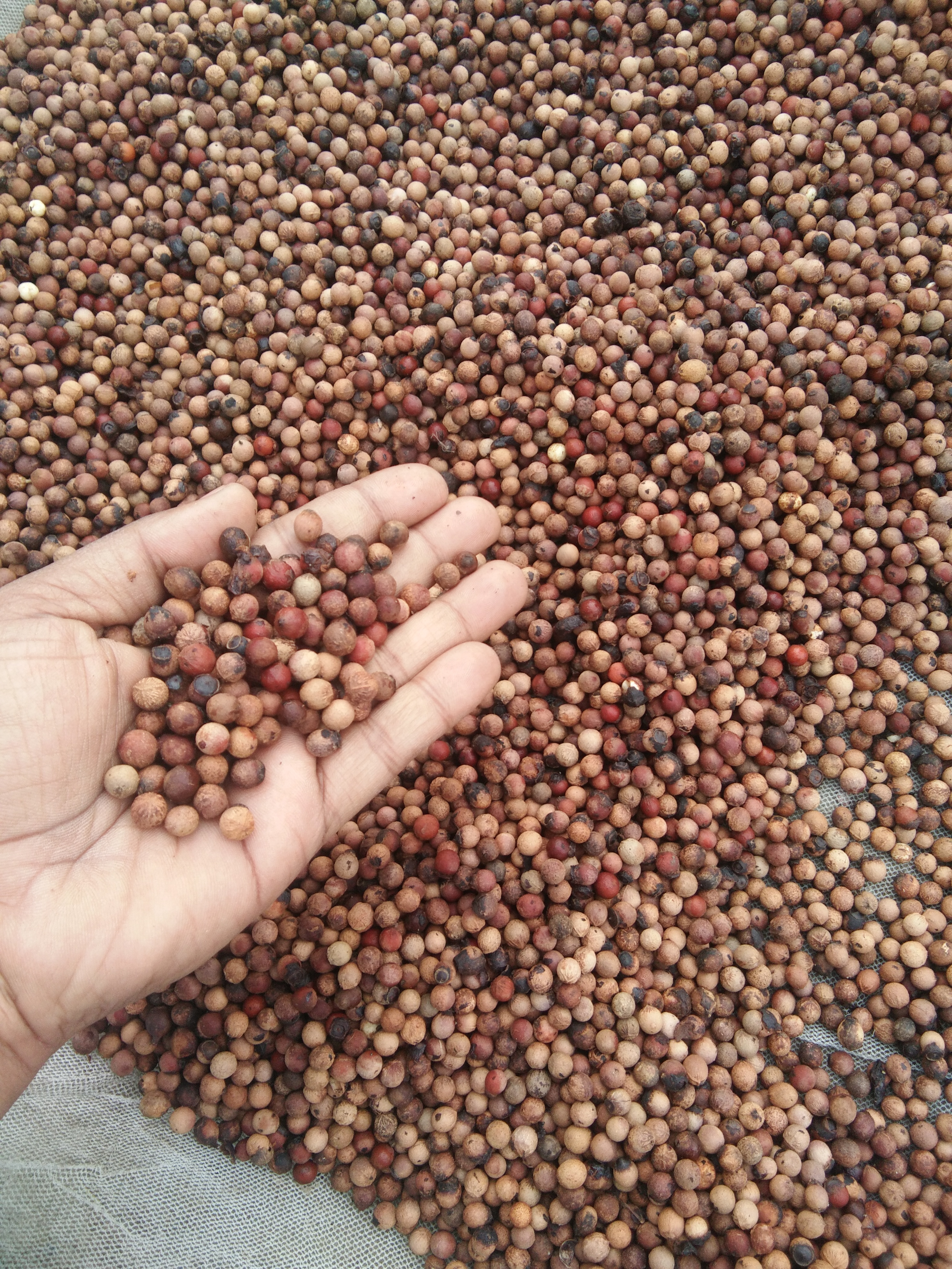 White Sandalwood Seed