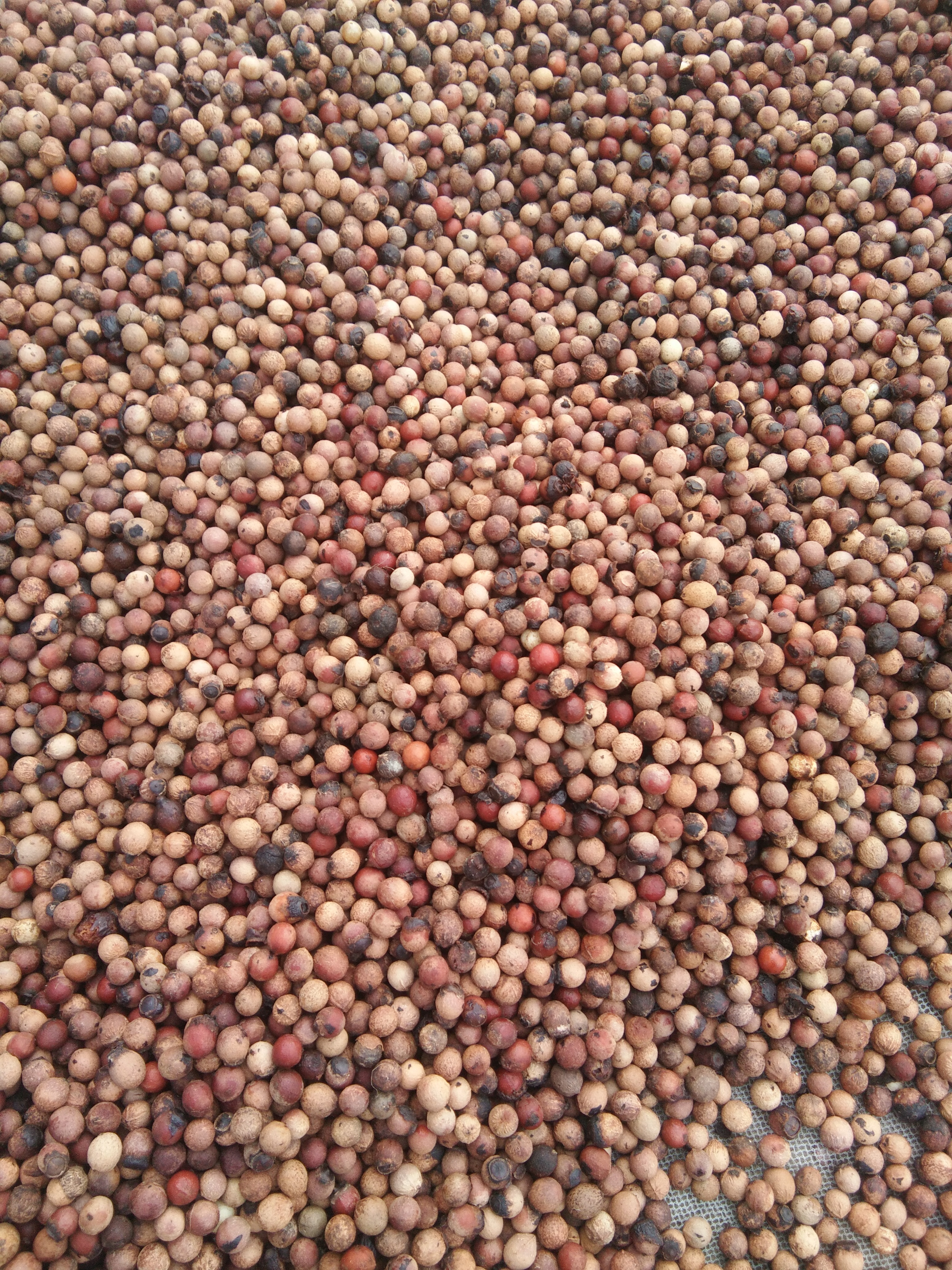 White Sandalwood Seed