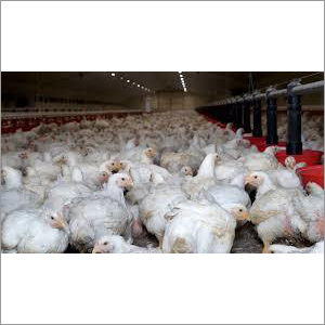 Broiler Poultry Chicken