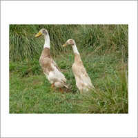 इंडियन ब्रीड रनर डक