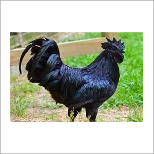 Kadaknath Black  Breed Chicken Weight: 1.5 Kg~2.5 Kg  Kilograms (Kg)