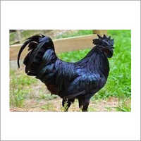 कड़कनाथ ब्लैक ब्रीड चिकन