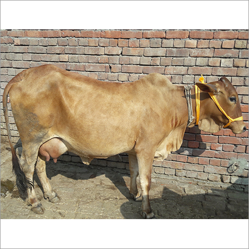 भूरी भारतीय देसी गाय