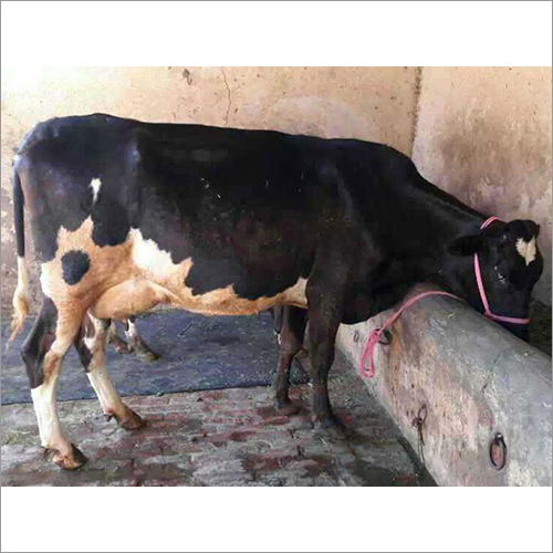 ब्लैक एंड व्हाइट प्योर एचएफ डेयरी गाय