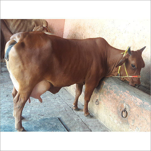 Brown Dairy Jersey Cow