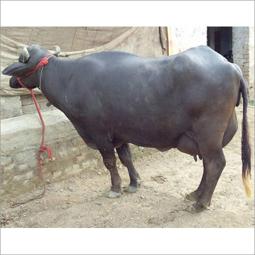 ब्लैक मेहसाणा भैंस