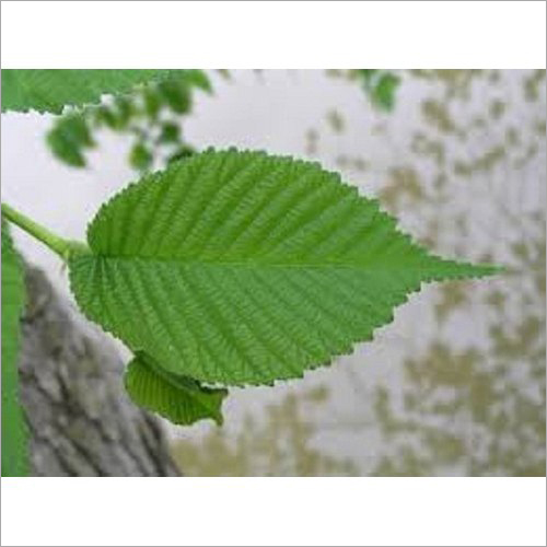 स्लिपरी एल्म एक्सट्रैक्ट