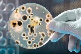 Microbiological Service