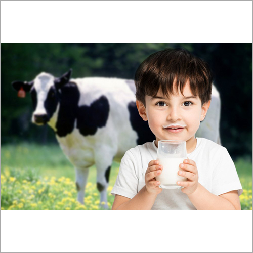 गाय का दूध पीना