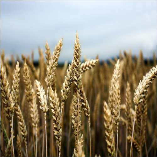 Cereals And Pulses Testing Service - Advanced Spectrophotometry & Chromatography Techniques | Certified Reference Materials, Detailed Analytical Reports, Quality Control Audits