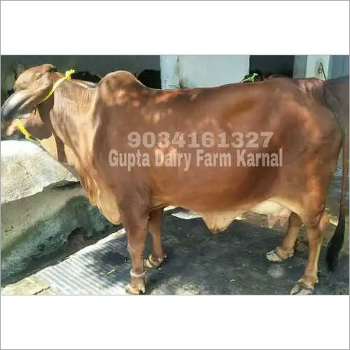 लाल साहीवाल दूध देने वाली गाय