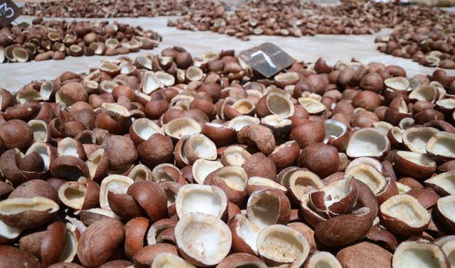 Coconut Copra - Whole Dried Coconuts | Hygienically Processed, Suitable For Oil And Culinary Use
