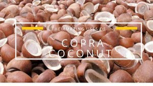 Coconut Copra - Whole Dried Coconuts | Hygienically Processed, Suitable For Oil And Culinary Use