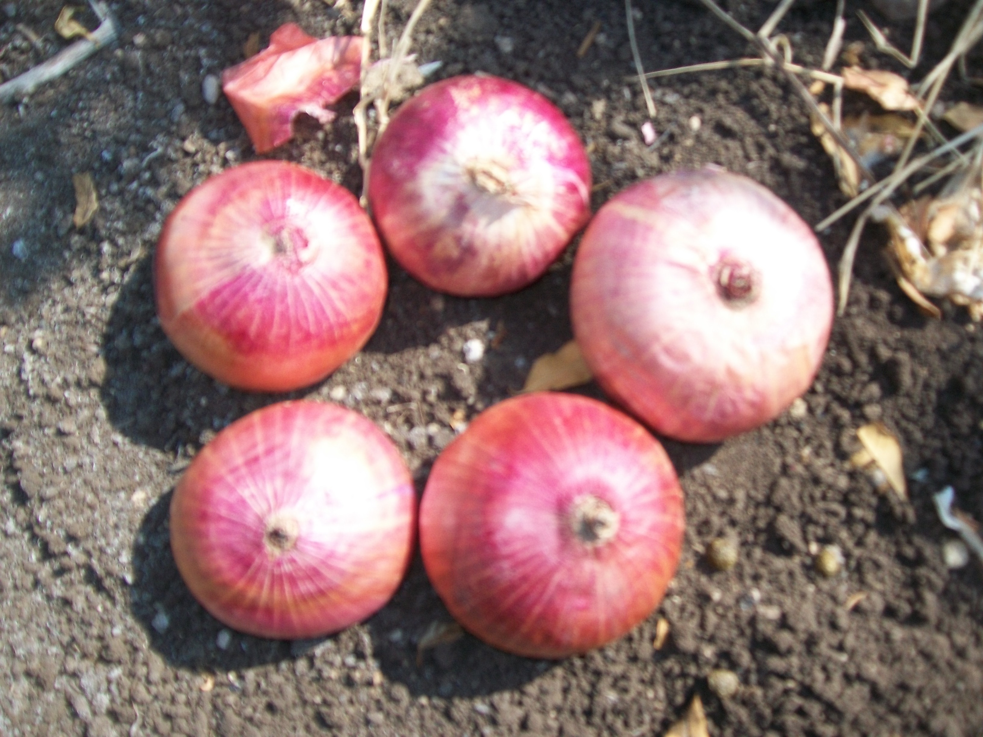 Red Onion