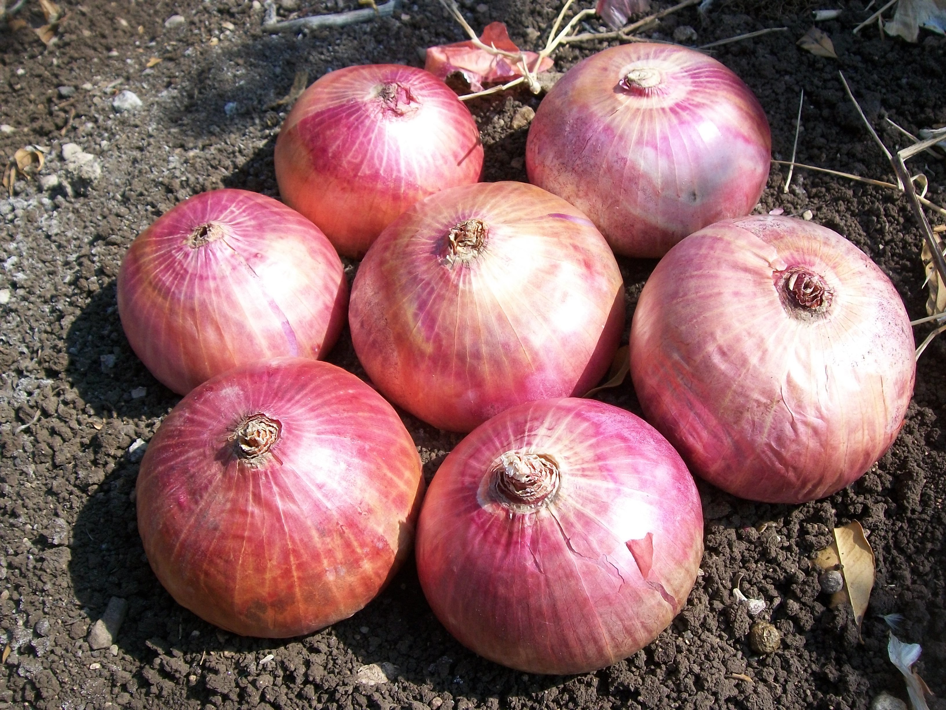 Red Onion