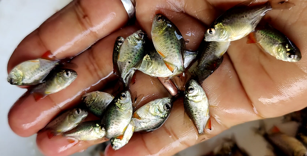 आवश्यकता के अनुसार रूपचंद फिश सीड