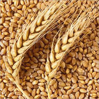 Organic Wheat