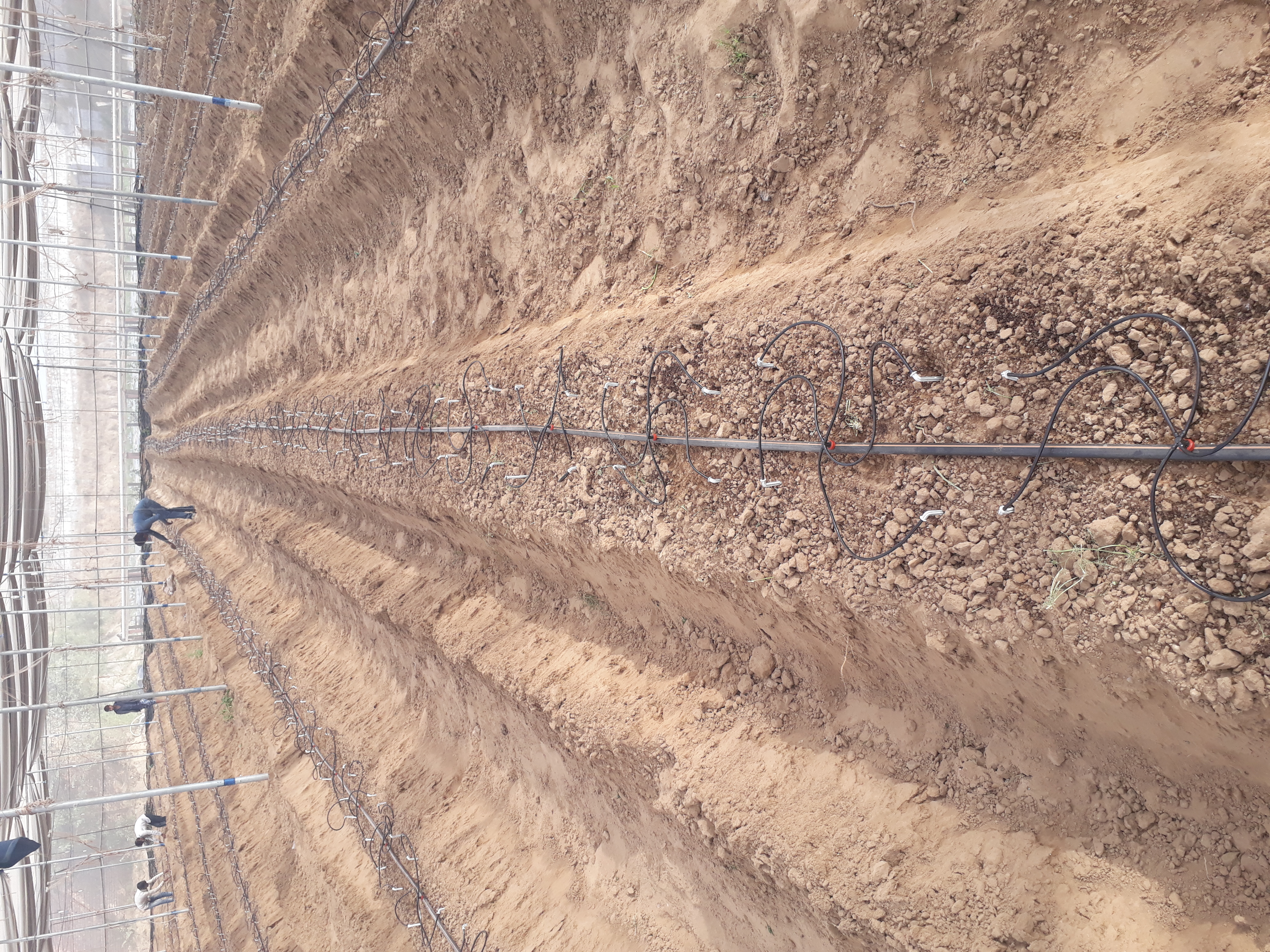 Insect Net