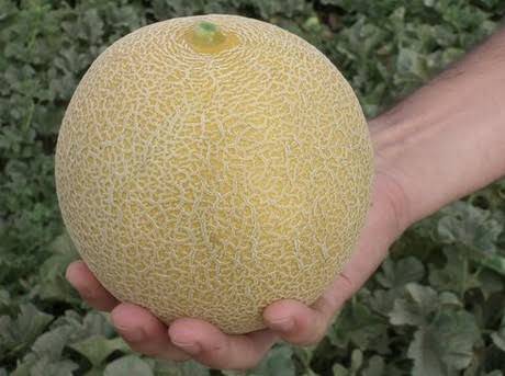 Brown Yellow Muskmelon Seeds - F1 Sugar Summar