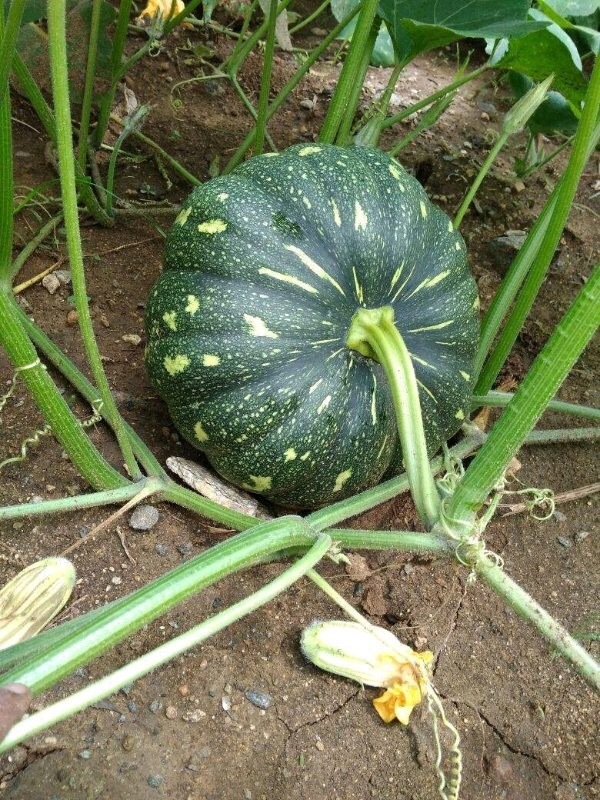 Green To Brownish Pumpkin Seeds - F1 Nirwana