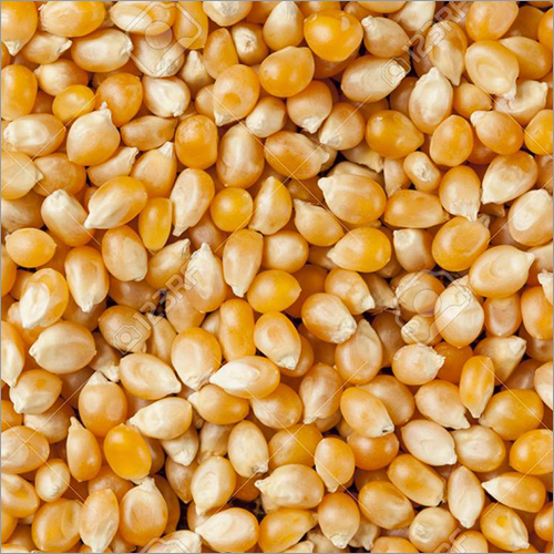 पीला कच्चा मकई