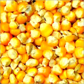 पेरिस का व्हाइट हिक्सफ़िक्स प्लास्टर