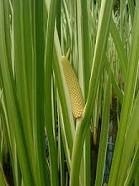Acorus Calamus Dry Extract Direction: As Directed By Physician