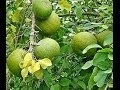 एगले मार्मेलोस सूखा निकालना