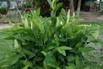 Alpinia Galanga Dry Extract Direction: As Directed By Physician