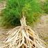 Asparagus Racemosa Dry Extract Direction: As Directed By Physician