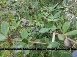 Berberis Aristata Dry Extract Direction: As Directed Byphysician