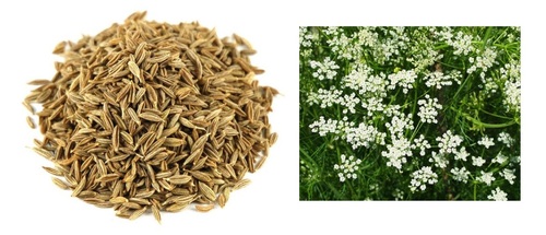 जीरा साजिरा मसाले