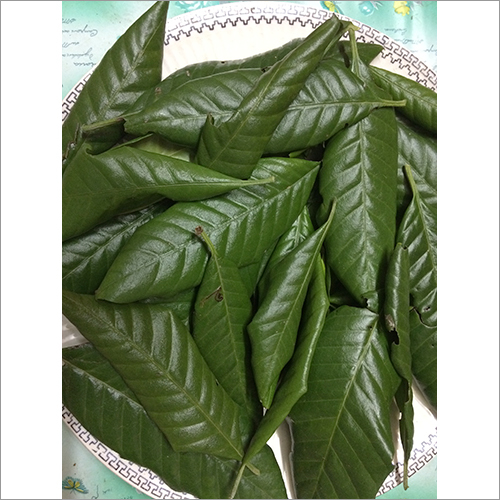 बोल्डो लीफ